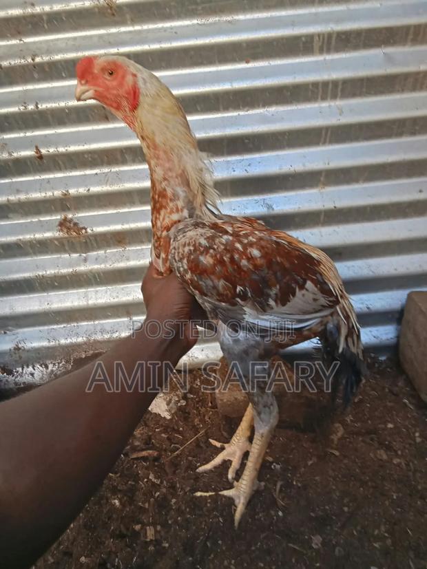 Male Kuchi Chicken - thumbnail 2
