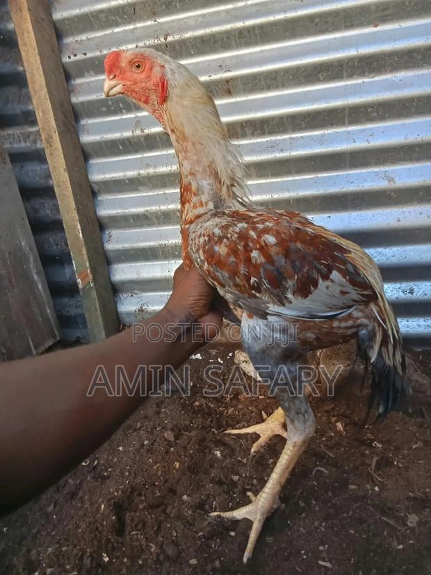 Male Kuchi Chicken - thumbnail 3