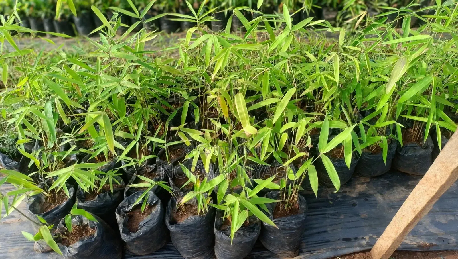 Non Invasive (Miniature)Ornamental Bamboo