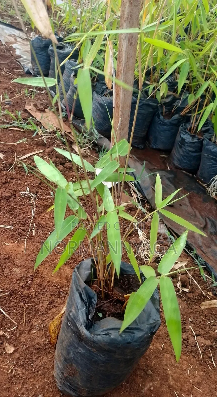 Non Invasive (Miniature)Ornamental Bamboo