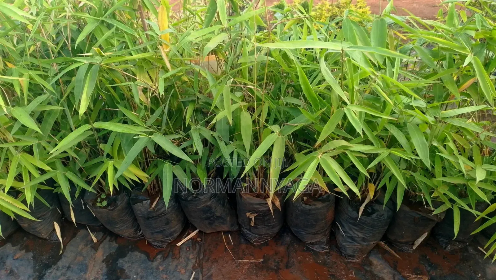 Non Invasive (Miniature)Ornamental Bamboo