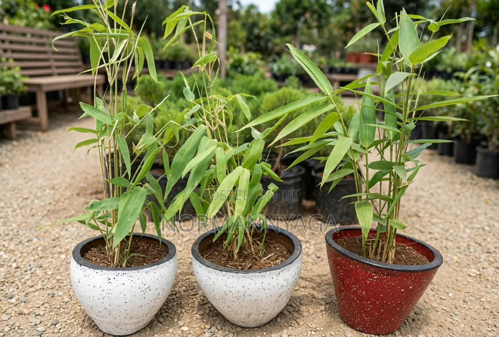 Non Invasive (Miniature)Ornamental Bamboo
