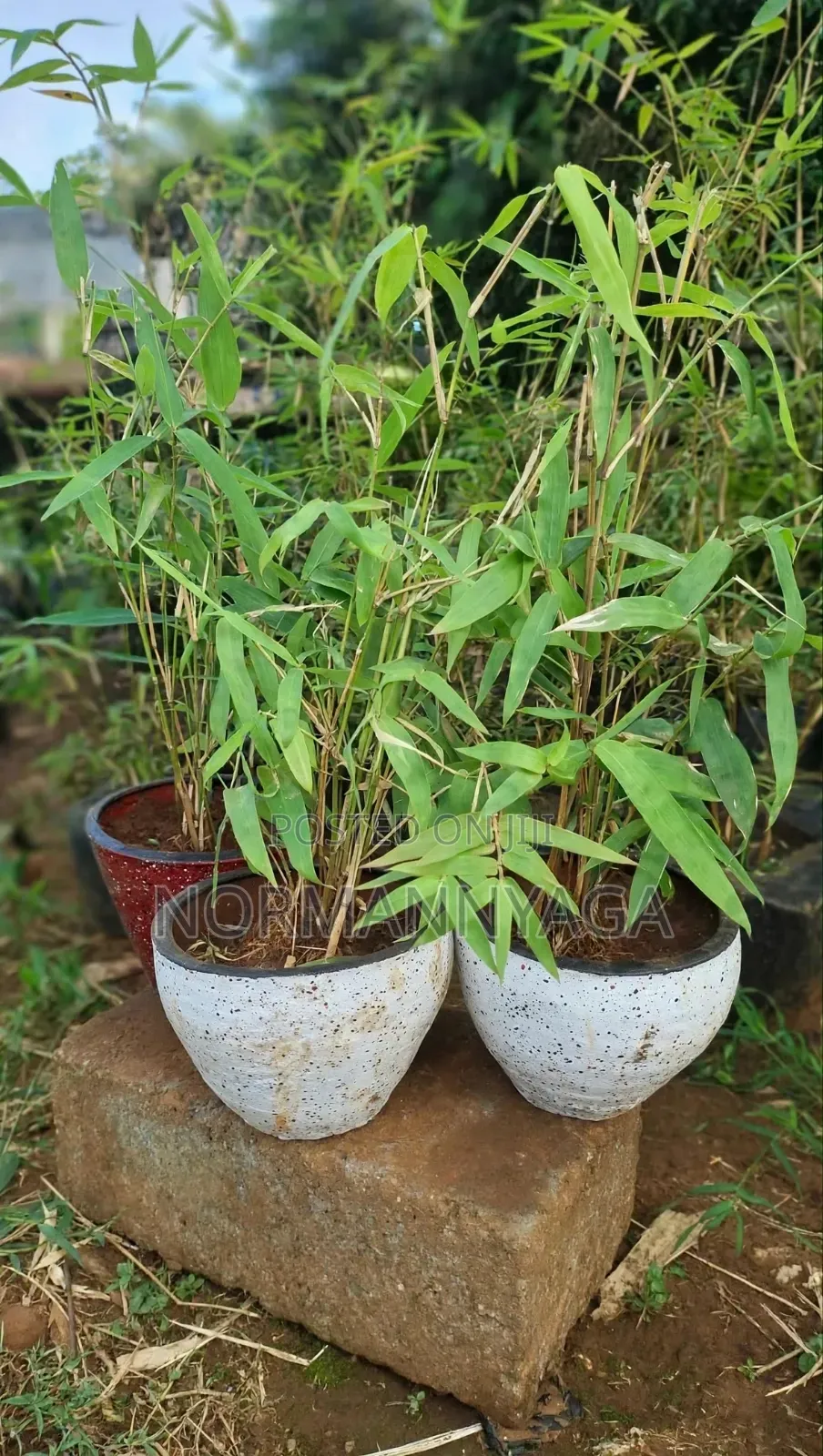 Non Invasive (Miniature)Ornamental Bamboo