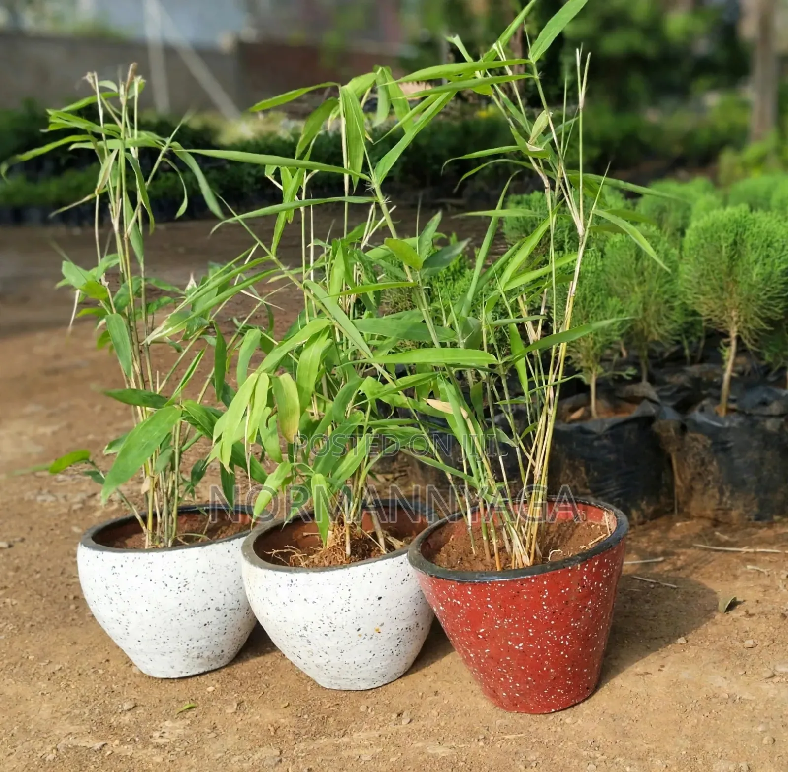 Non Invasive (Miniature)Ornamental Bamboo