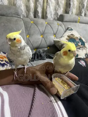 Cockatiels Tamed Pair