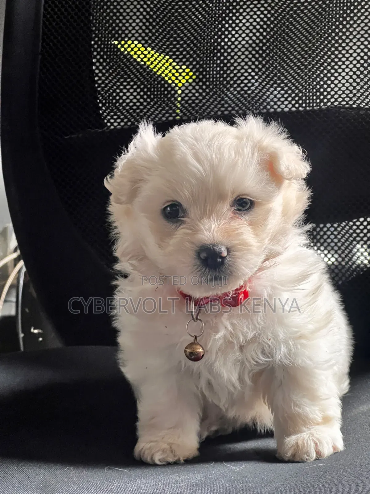 1-3 months Female Mixed Breed Havanese
