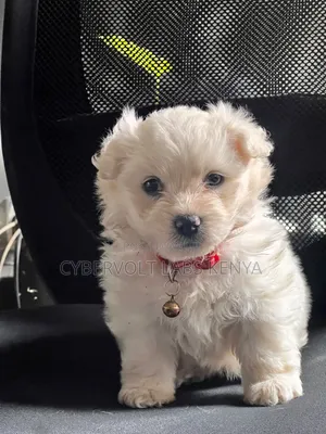 1-3 months Female Mixed Breed Havanese