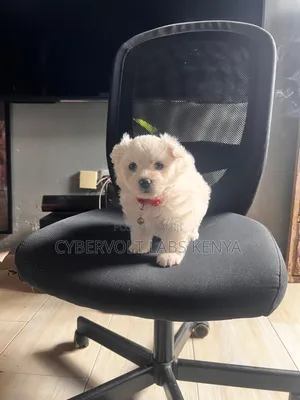 1-3 months Female Mixed Breed Havanese