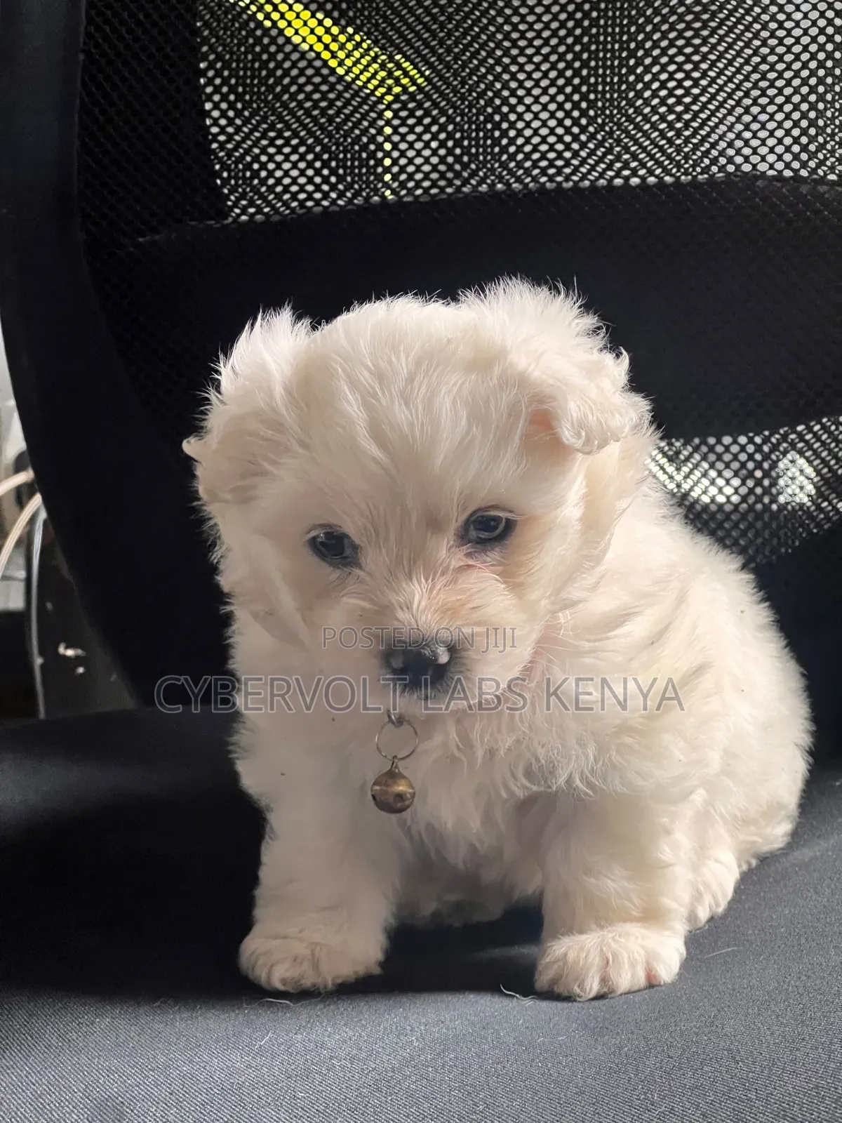 1-3 months Female Mixed Breed Havanese