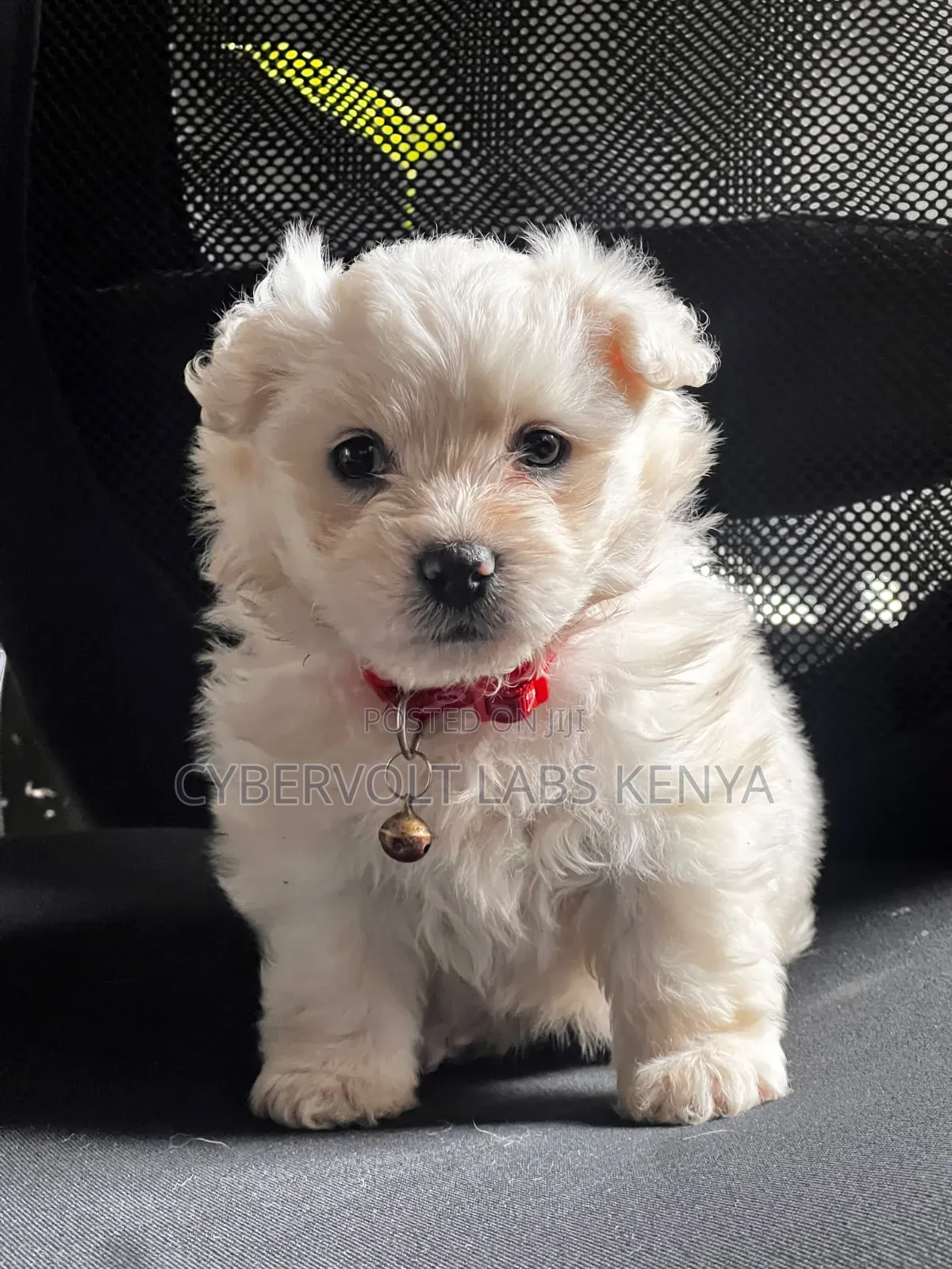 1-3 months Female Mixed Breed Havanese