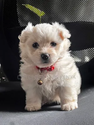 1-3 months Female Mixed Breed Havanese