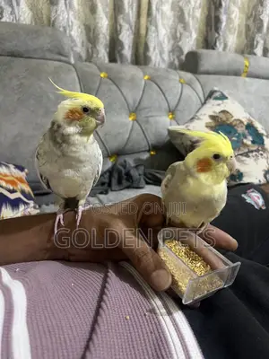 Trained Cockatiels