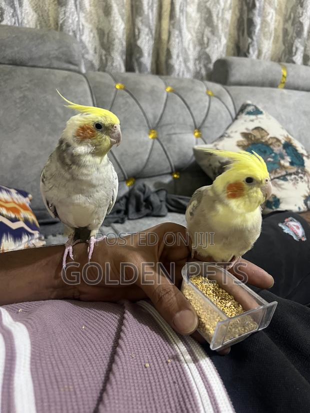 Trained Cockatiels - main view