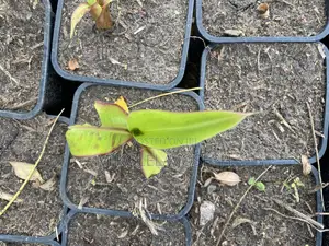 Plantain Seedlings Suckers French & Tembo