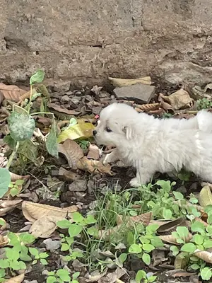 1-3 months Male Purebred Chihuahua