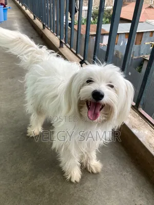 1-3 months Female Purebred Maltese