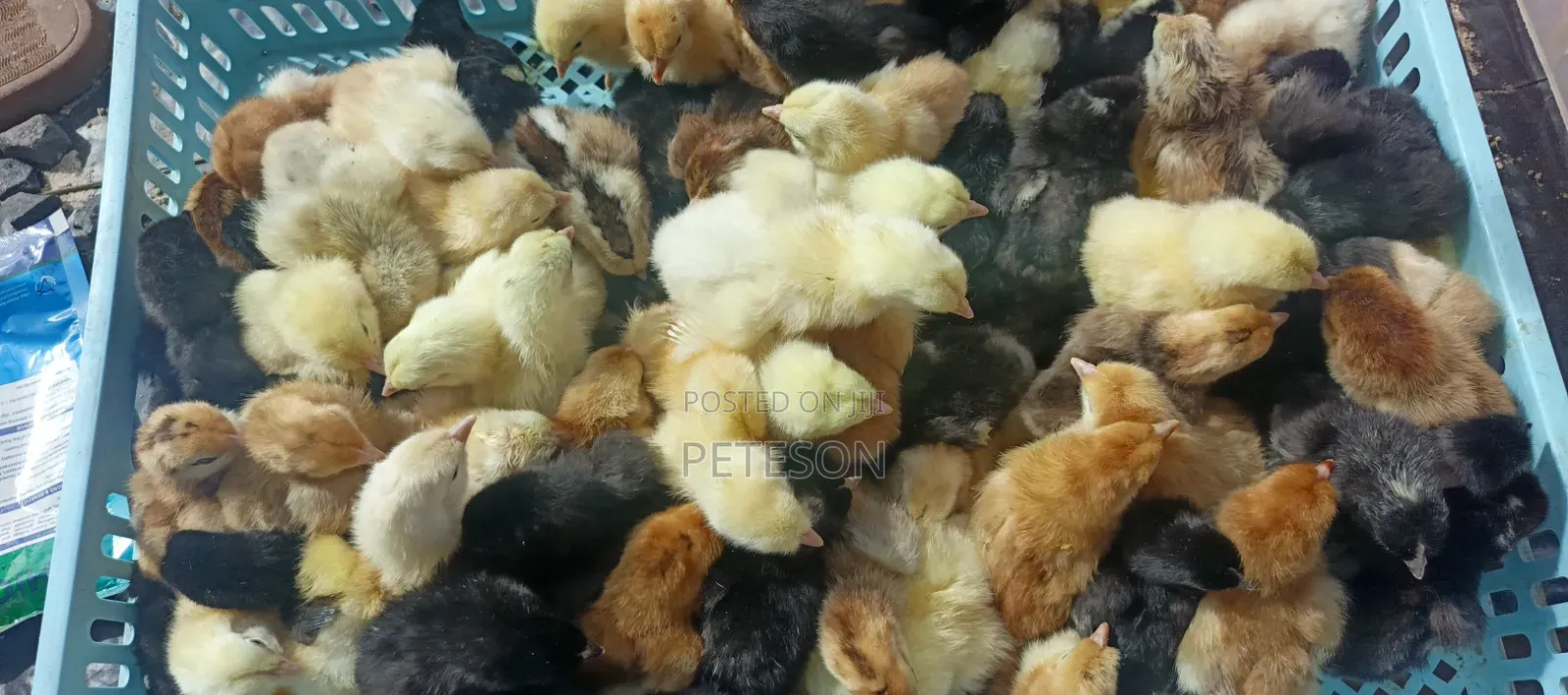 Day Old Chicks