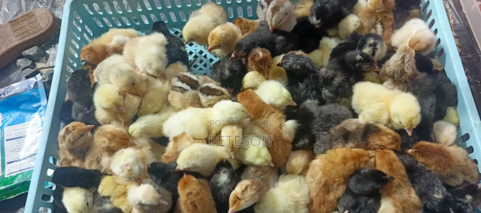 Day Old Chicks