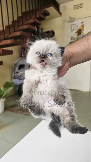 1-3 months Female Purebred Ragdoll