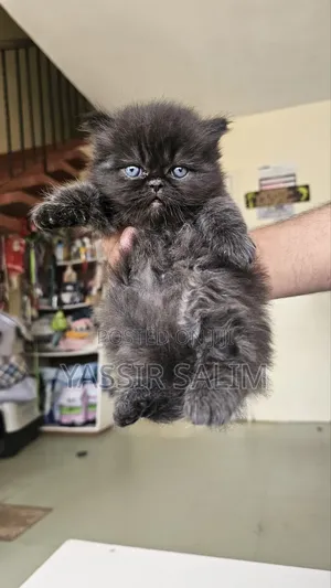 1-3 months Male Purebred Persian