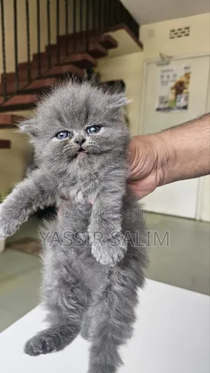 1-3 months Female Purebred Persian