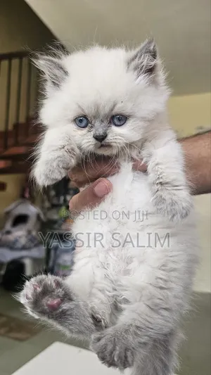 1-3 months Male Purebred Persian