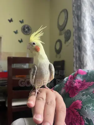 Tamed Cockatiels