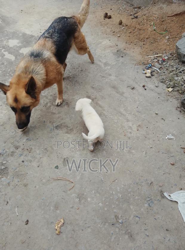1-3 months Male Mixed Breed German Shepherd