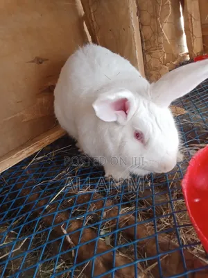 New Zealand White Rabbit