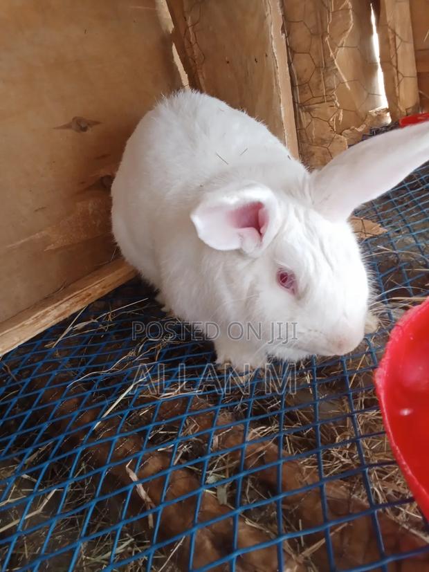 New Zealand White Rabbit - main view