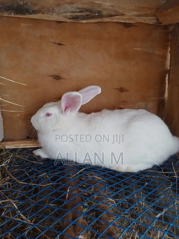 New Zealand White Rabbit - thumbnail 2