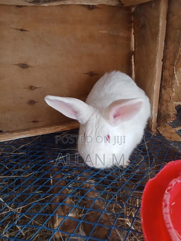 New Zealand White Rabbit - thumbnail 3