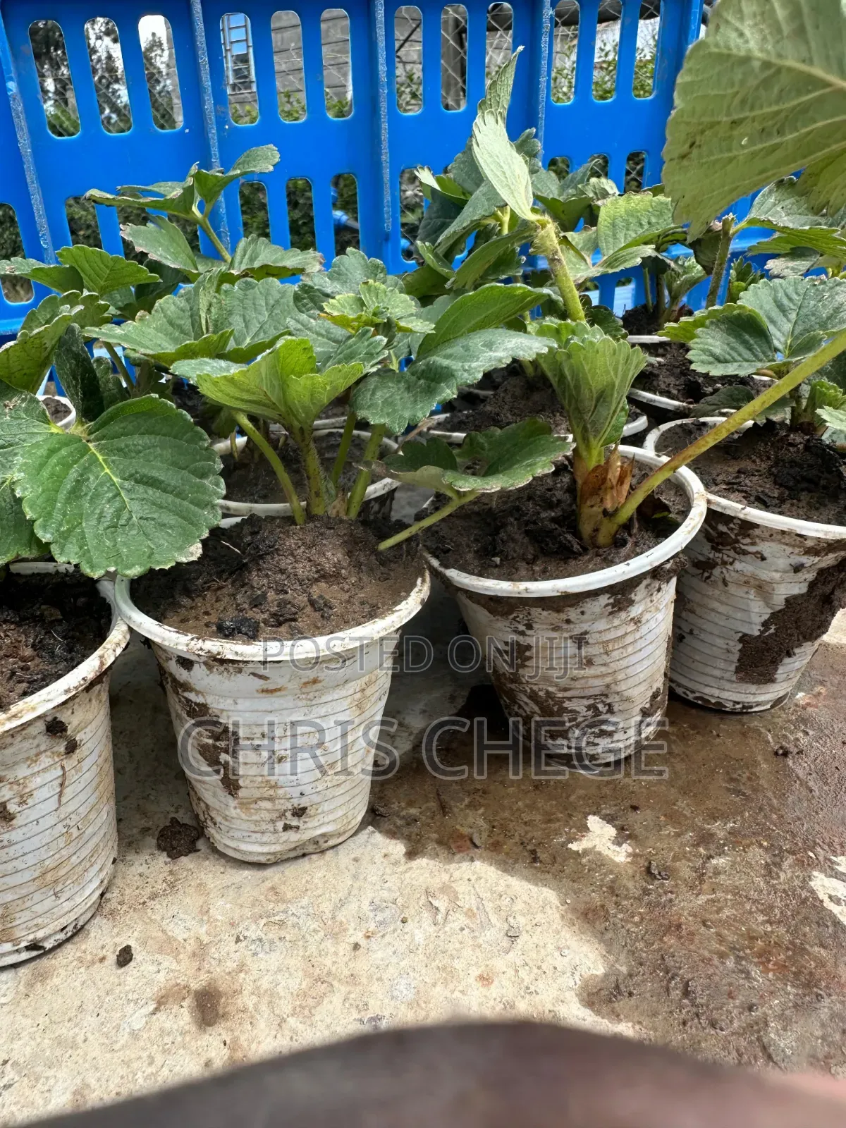Strawberry Seedlings San Andreas Variety