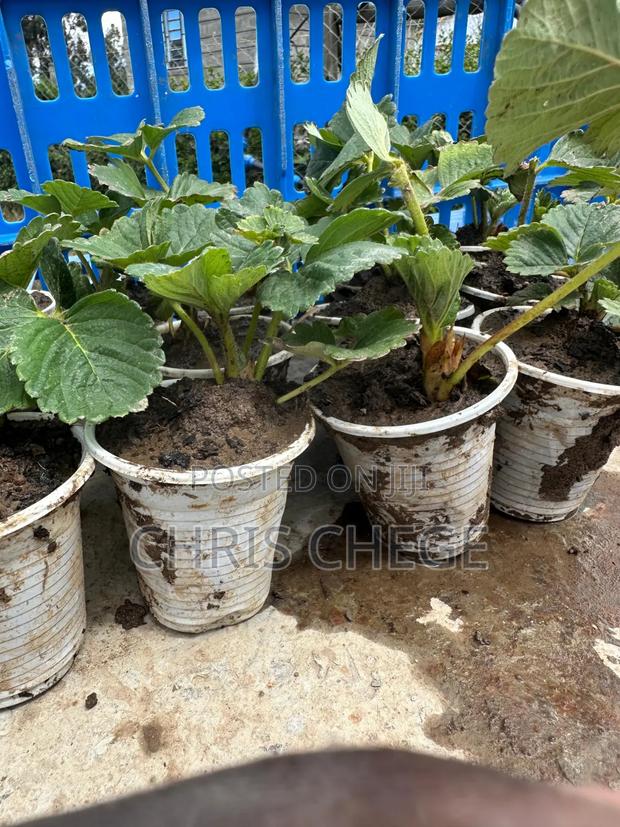 Strawberry Seedlings San Andreas Variety