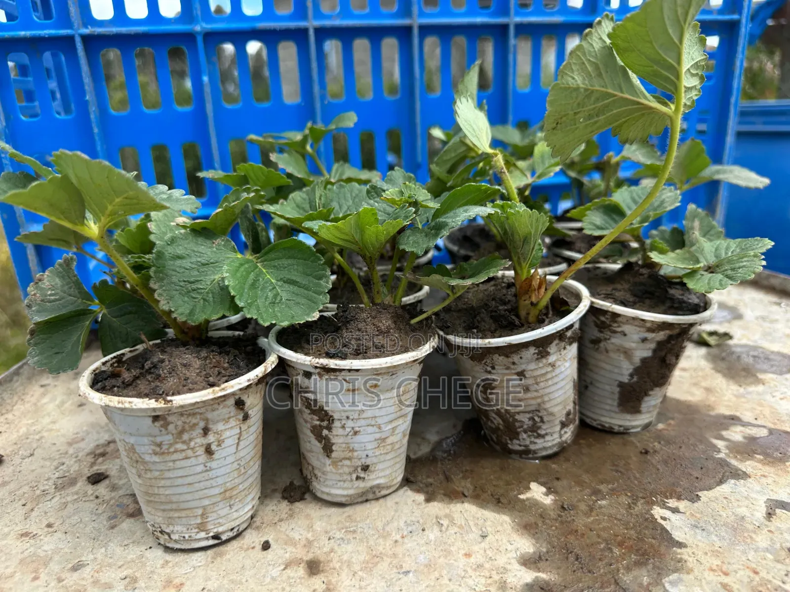 Strawberry Seedlings San Andreas Variety