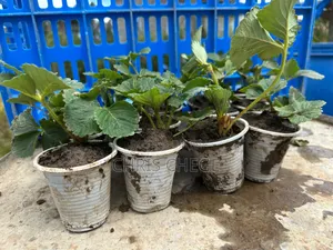Strawberry Seedlings San Andreas Variety