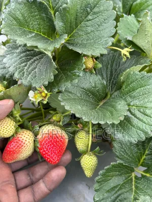 Strawberry Seedlings San Andreas Variety