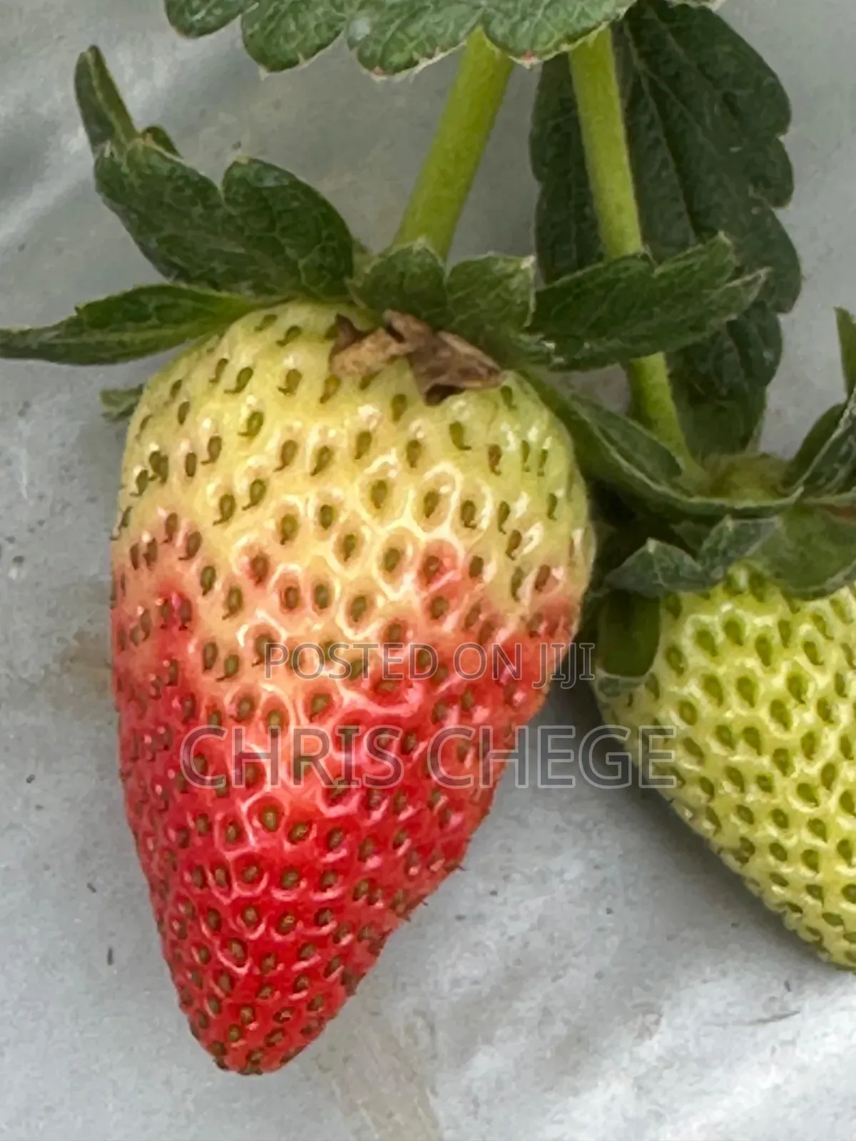 Strawberry Seedlings San Andreas Variety