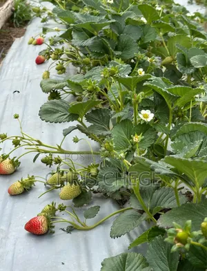 Strawberry Seedlings San Andreas Variety