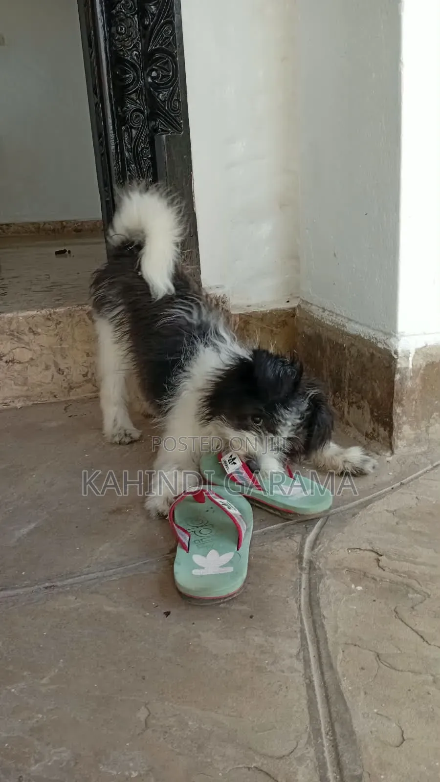 1-3 months Male Mixed Breed Maltese