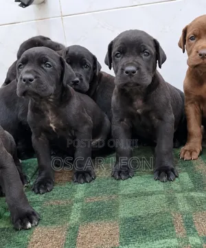 1-3 months Female Purebred Great Dane