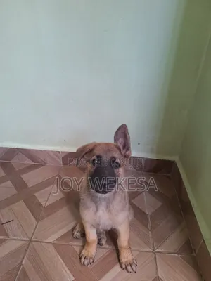 1-3 months Male Purebred German Shepherd