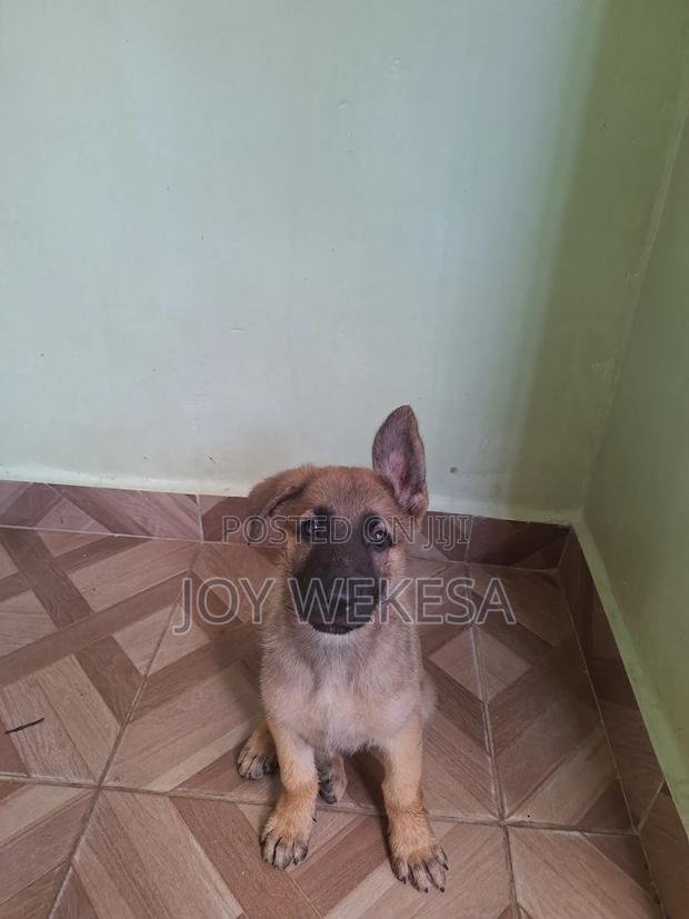 1-3 months Male Purebred German Shepherd