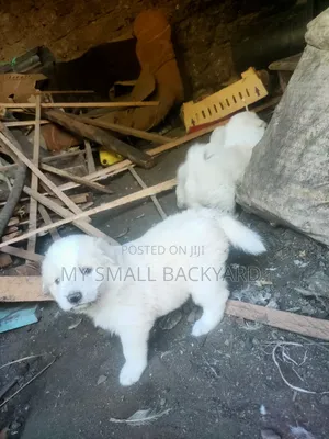 0-1 month Male Mixed Breed Dog