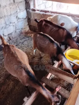 Alpine Daily Goats
