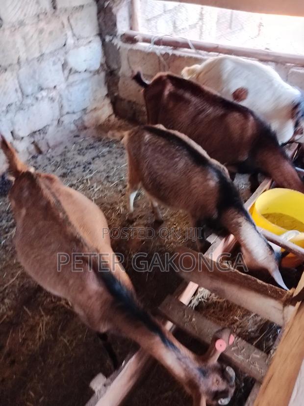 Alpine Daily Goats - main view