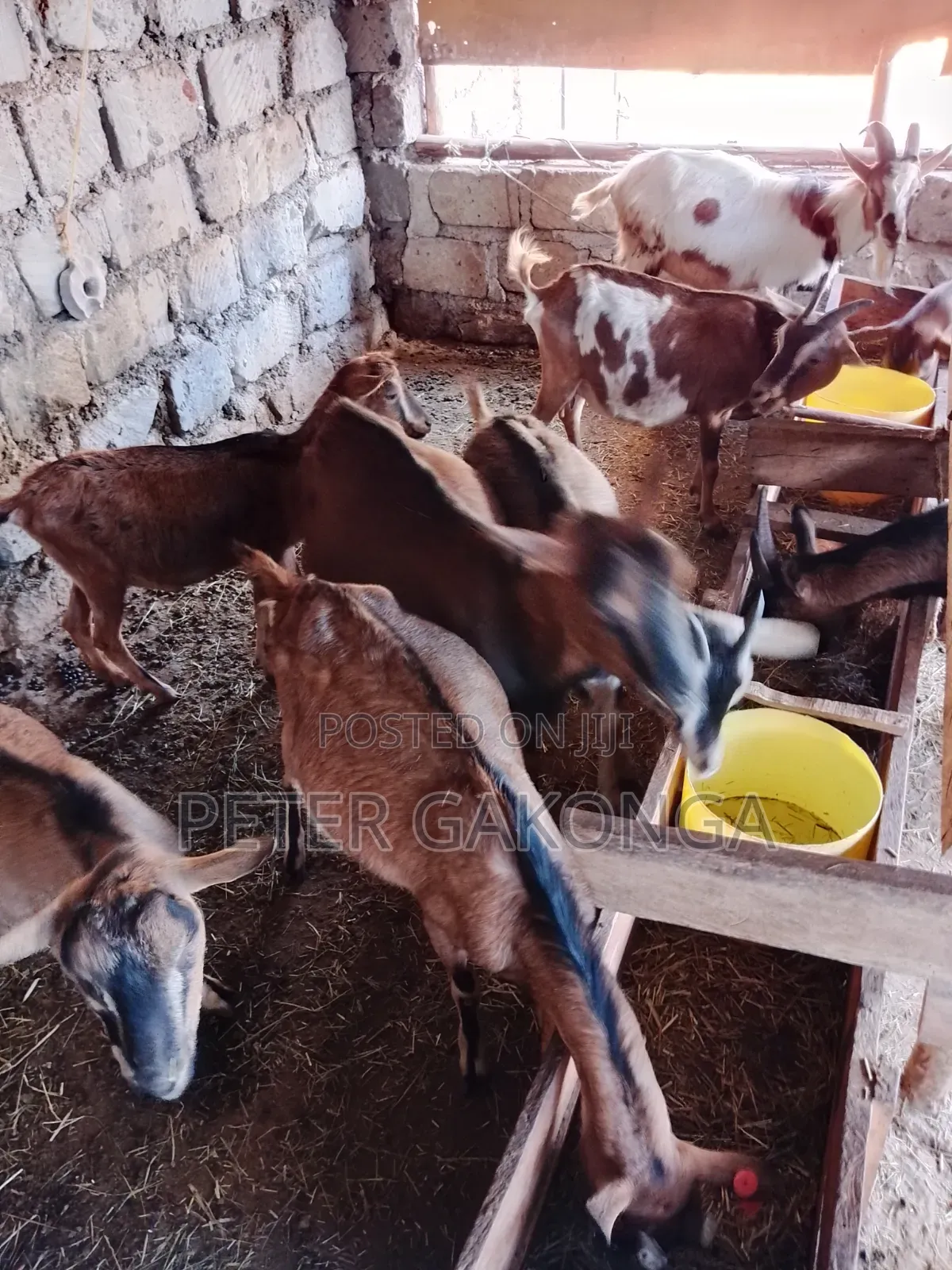 Alpine Daily Goats