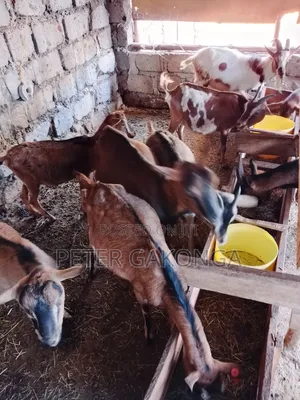 Alpine Daily Goats