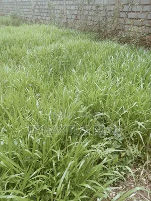 Brachiaria Grass Per 20