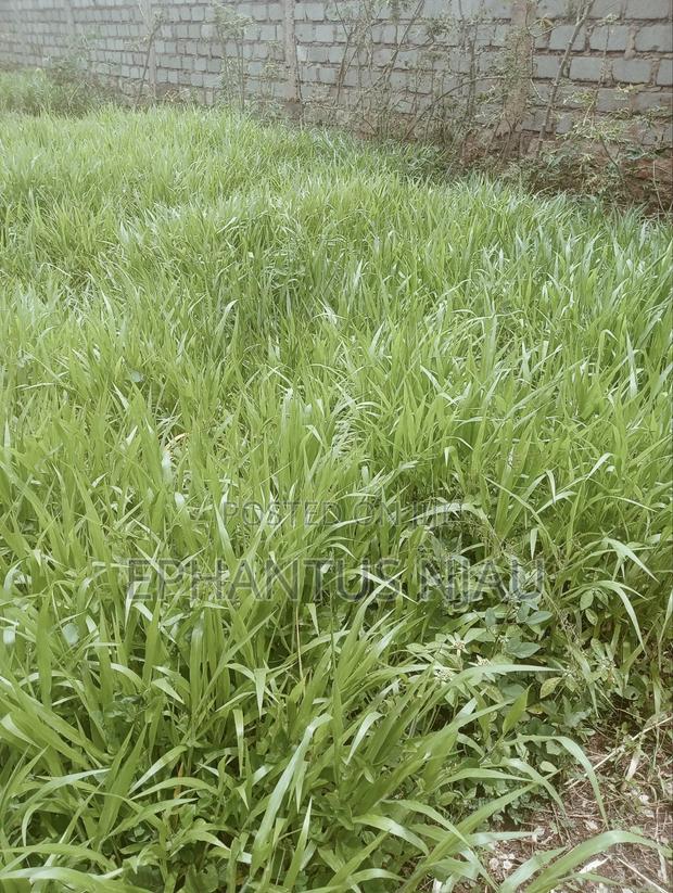 Brachiaria Grass Per 20